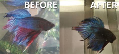 What Happens if My Beta.